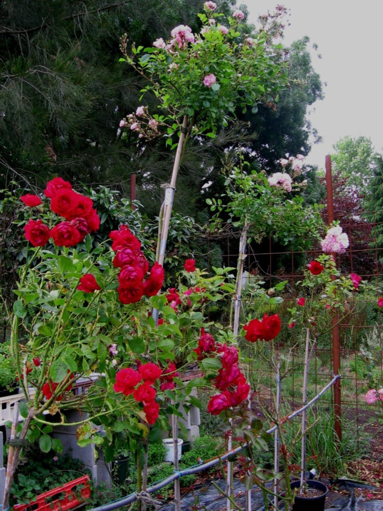Bowral Road Art Gallery Bed And Breakfast Mittagong Ngoại thất bức ảnh