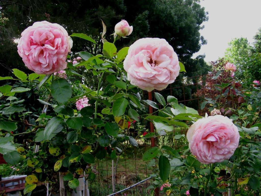 Bowral Road Art Gallery Bed And Breakfast Mittagong Ngoại thất bức ảnh